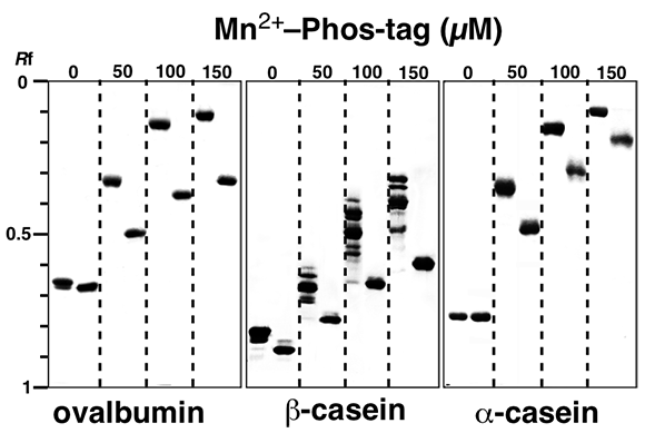 casein ovabumin